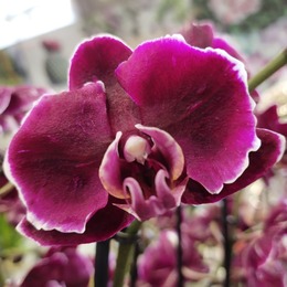 Орхидея Купить В Интернет Магазине Распродажа Отцвевшая